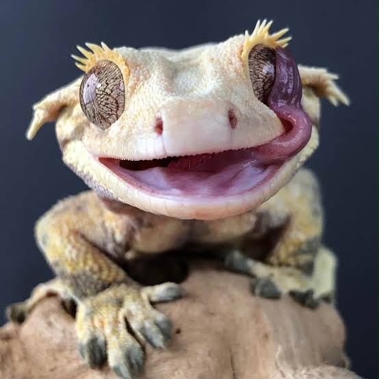 Reptile Party