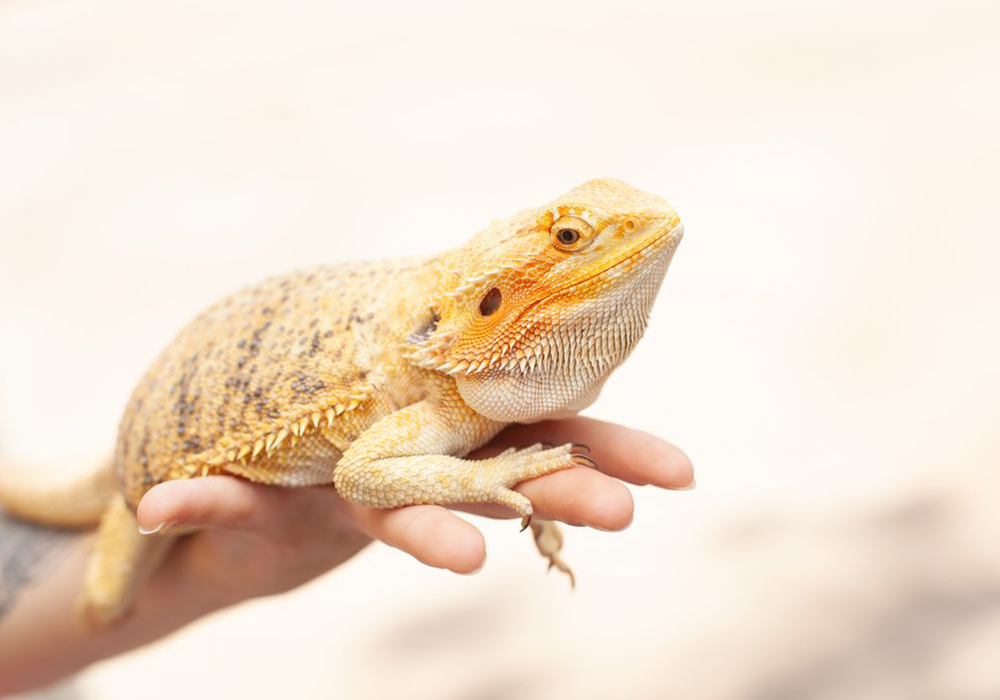 bearded dragon